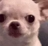 evilChihuahua