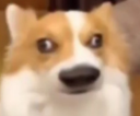 wuts Discord emoji