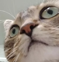 whatdahellcat Discord emoji