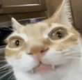 whattheflip Discord emoji