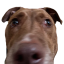 doglooking Discord emoji
