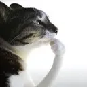 TA_Cat_Think