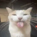 blehhh