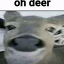 ohdeer