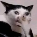 emoji_10 emoji_10