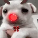 Scaredog