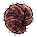 Crustnut Crustnut