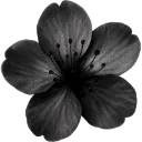 Whisperblacksakuraflower