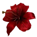 redflower