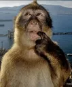 thinkingmonkey