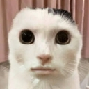 :gatoneutro: