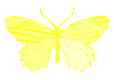 :butterfly_yellow:
