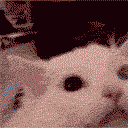catnuke
