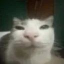 smug
