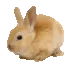 bunny