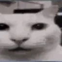 Cannycat Cannycat