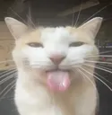 bleh