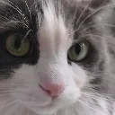 sideeye
