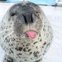 bleh