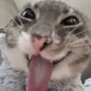 freakycat