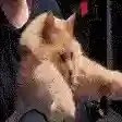 LoafDance
