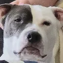 maddog