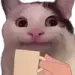 catsip