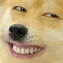 curseddogesmile