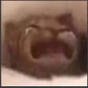 r_catcry