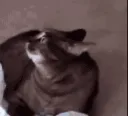 CatAlert