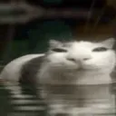 pondcat