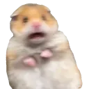 ScaredHampster