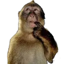 MonkThink MonkThink