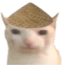 china_cat