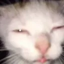 mangothecat