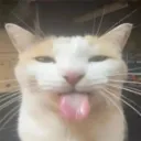sillycat