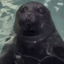 luxes_sealblah Discord emoji