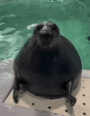 luxes_sealwait Discord emoji