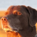 :kalmdoge:
