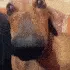 dogsus
