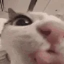 MlemMlem