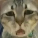 Cat_Surprised