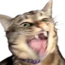 catAAAAAAH