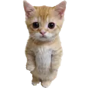 caStanding_kmr