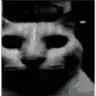 catDespair