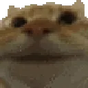cat_yes