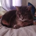 karl_fat