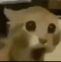 surprisedcat surprisedcat