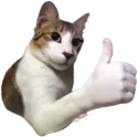 Thumbsupcat