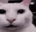 GatoConsciente